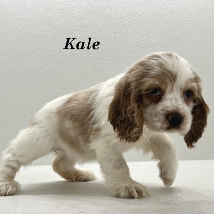 puppy, for, sale, Cocker Spaniel, Joe & Cherri  Overlease, dog, breeder, Miller, MO, dog-breeder, puppy-for-sale, forsale, nearby, find, puppyfind, locator, puppylocator, aca